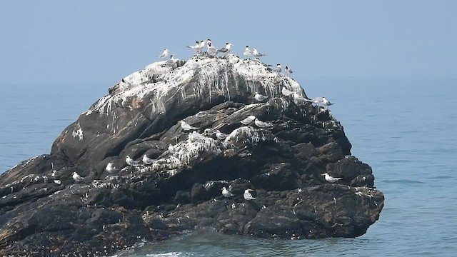 Lesser Crested Tern - ML614637891