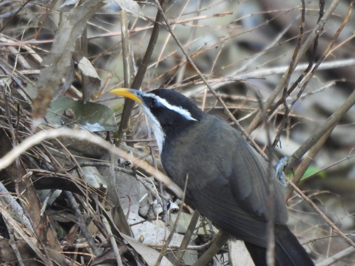 Indian Scimitar-Babbler - ML614637941