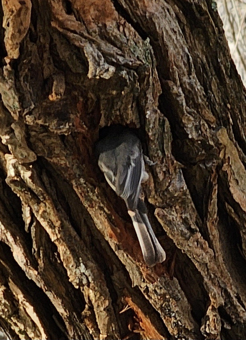 sýkora karolínská - ML614637947