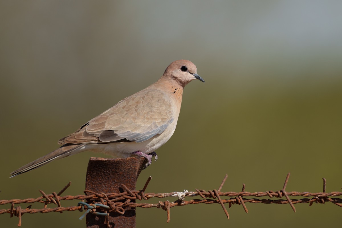 Laughing Dove - ML614637948