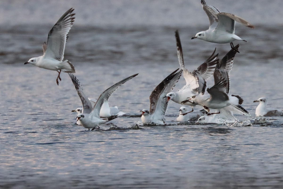 Mediterranean Gull - Sebastiano Ercoli