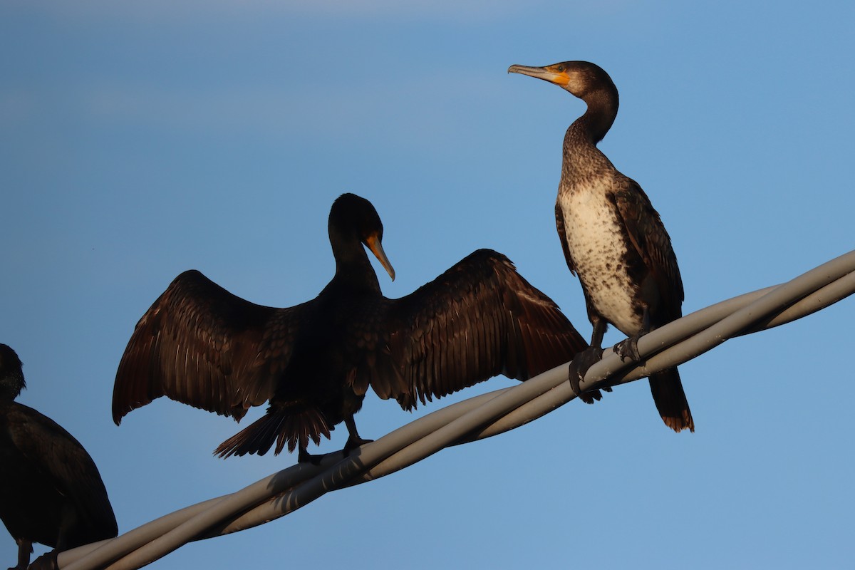 Great Cormorant - Sebastiano Ercoli