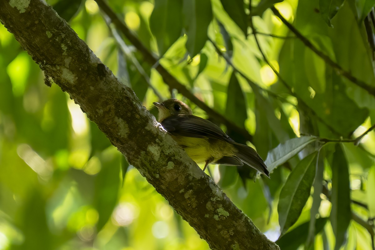 Sulphur-rumped Flycatcher - Paul Beerman