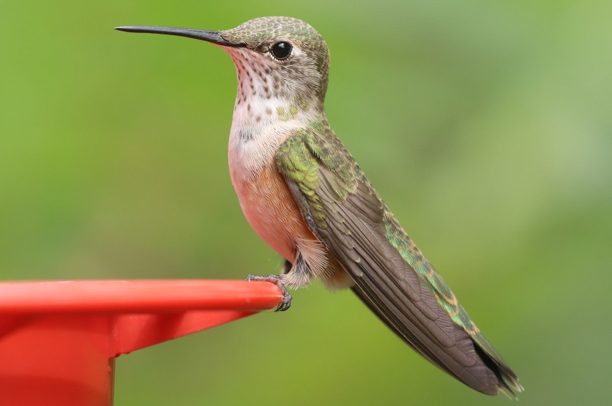 Broad-tailed Hummingbird - ML614638031