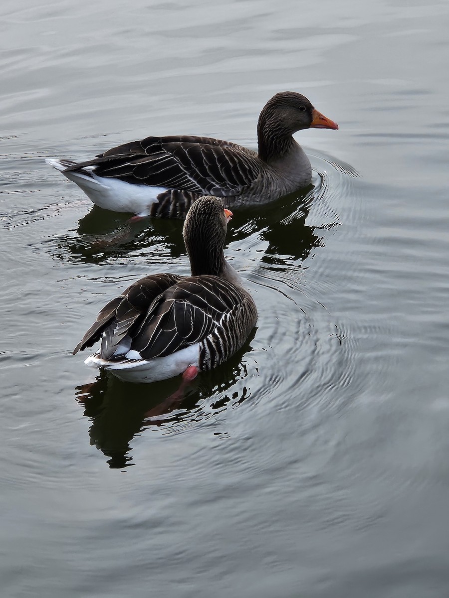 Graylag Goose - ML614638136