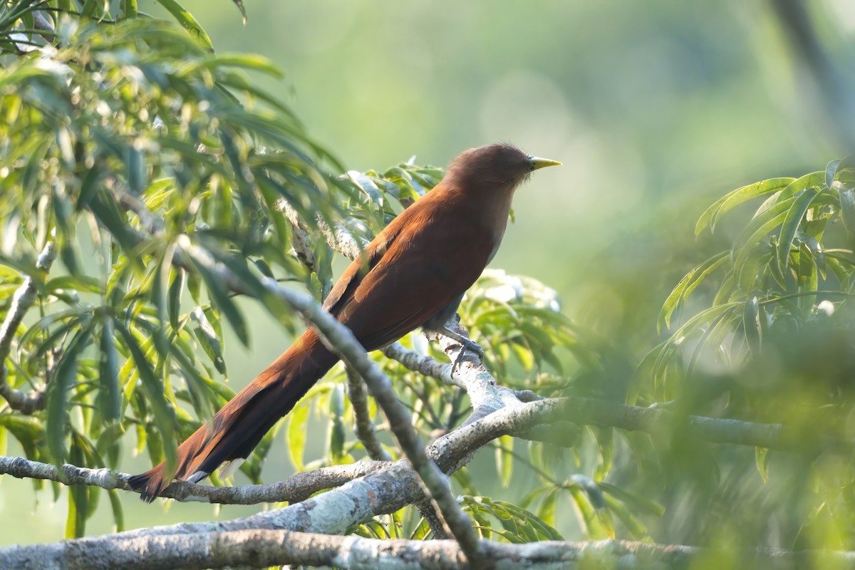 Squirrel Cuckoo - ML614638167