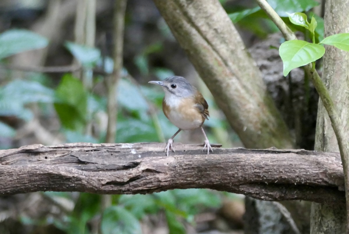 Ashy-headed Babbler - Anthony Collerton