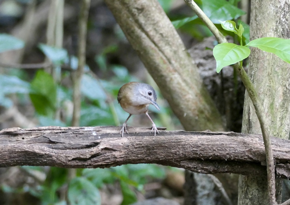 Ashy-headed Babbler - ML614638274