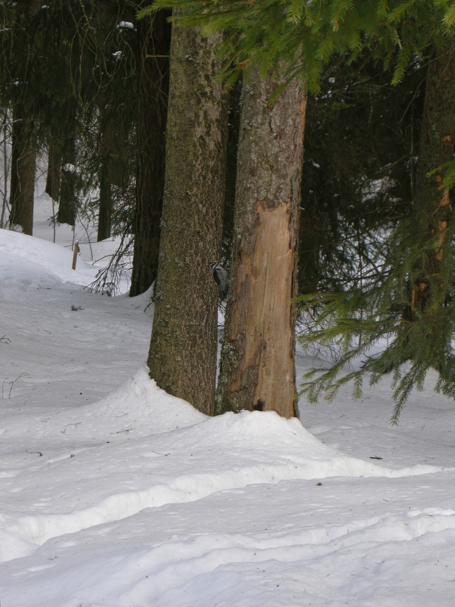 Eurasian Three-toed Woodpecker (Eurasian) - ML614638317