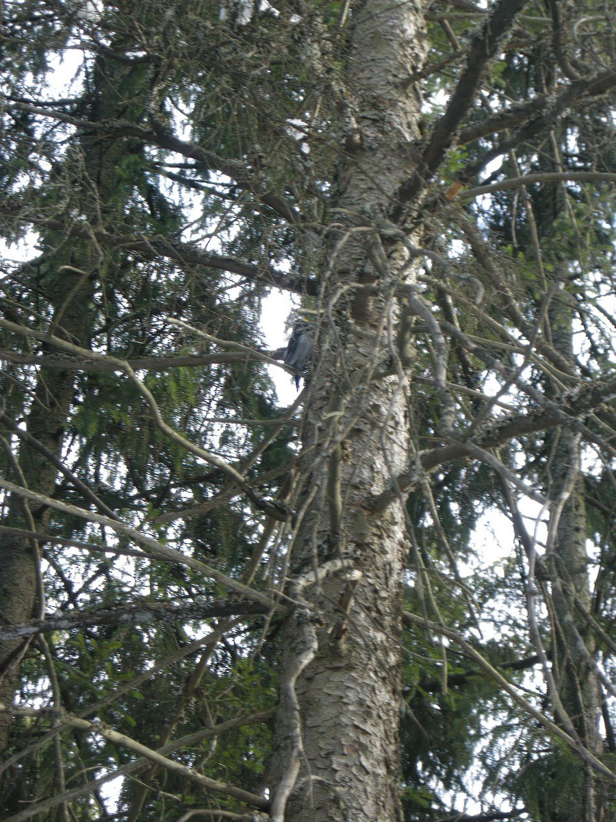 Eurasian Three-toed Woodpecker (Eurasian) - ML614638318