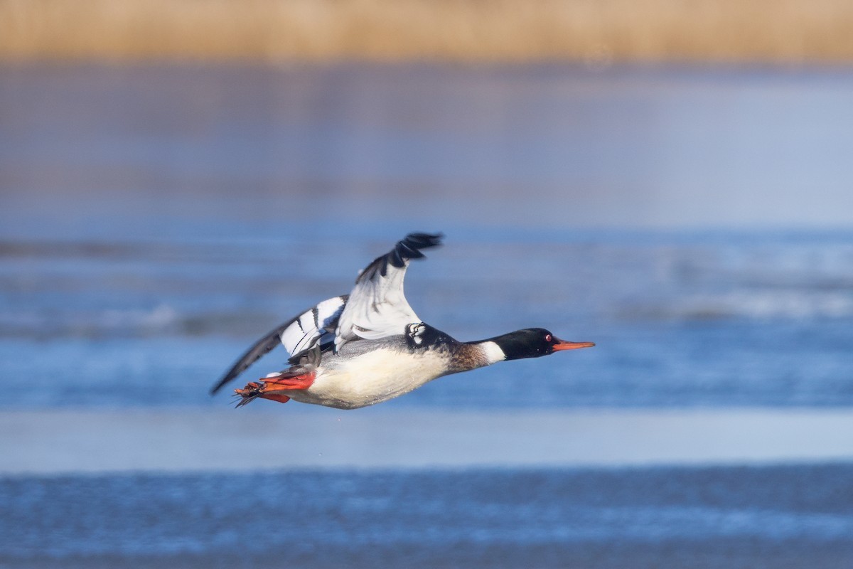 Common Merganser - ML614638337