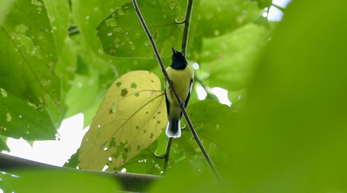 Mésange de Palawan - ML614638340