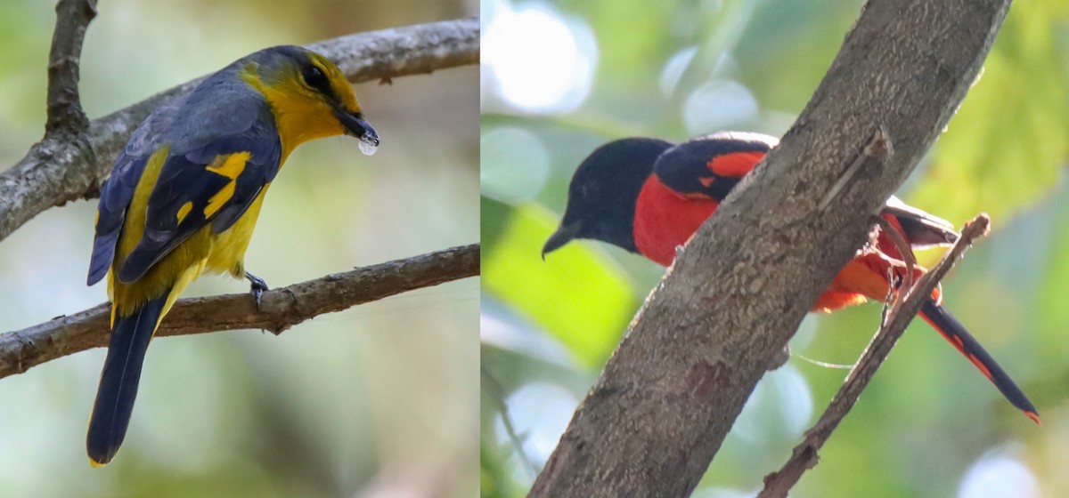 Minivet Escarlata - ML614638357