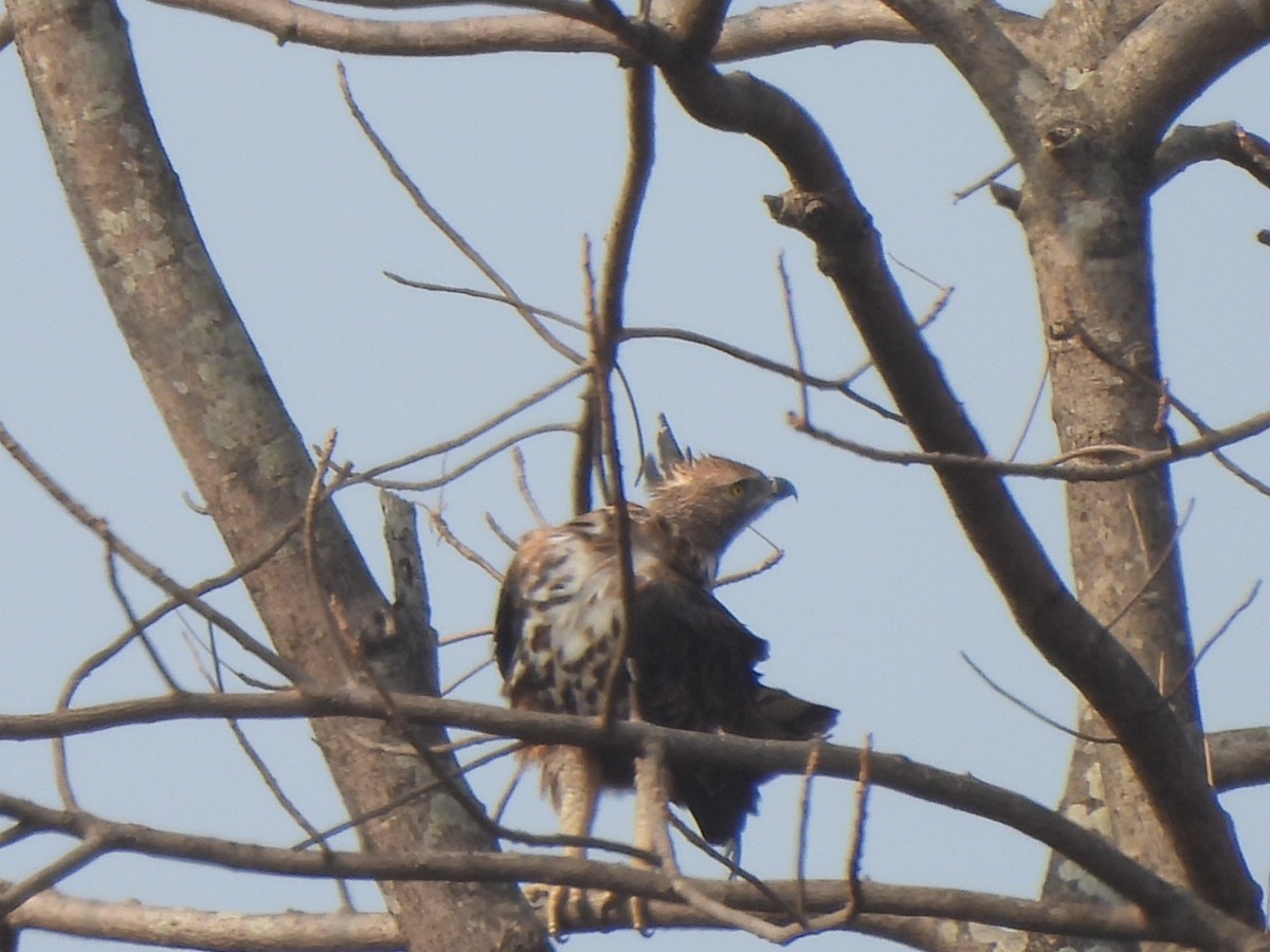 Changeable Hawk-Eagle - Ramesh R