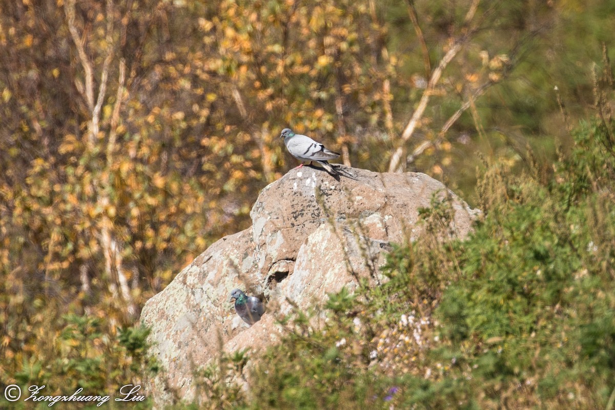 Pigeon des rochers - ML614638389