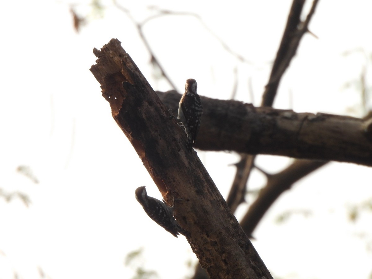 Brown-capped Pygmy Woodpecker - Ramesh R