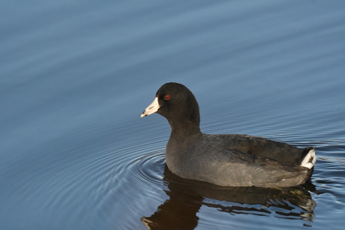 American Coot - ML614638423