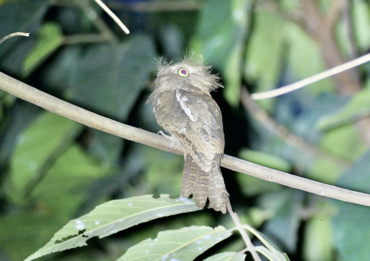 Palawan Frogmouth - ML614638433