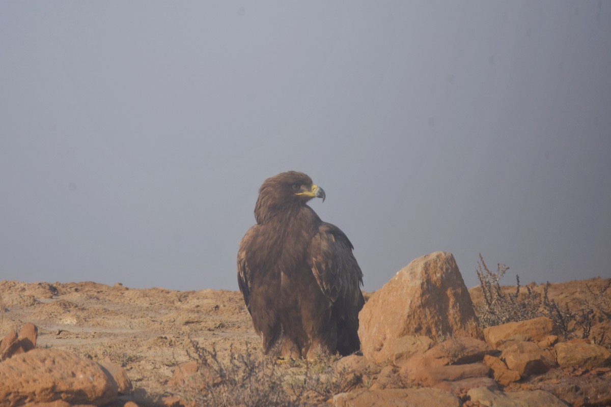 Steppe Eagle - ML614638443