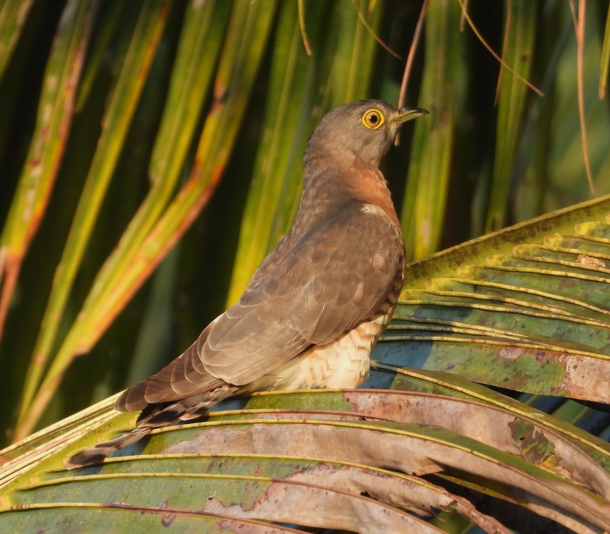 Common Hawk-Cuckoo - ML614638481