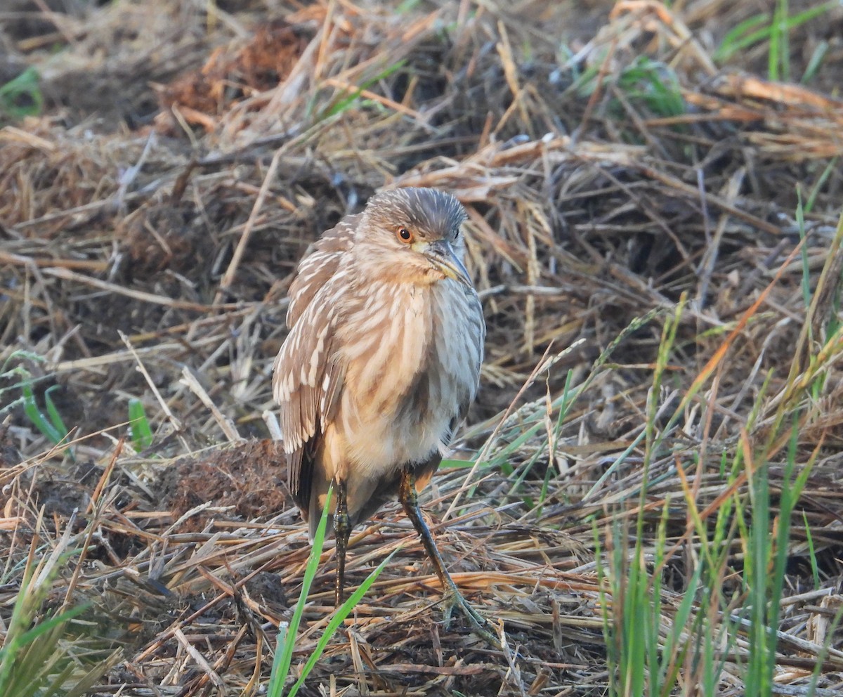 Black-crowned Night Heron - ML614638545