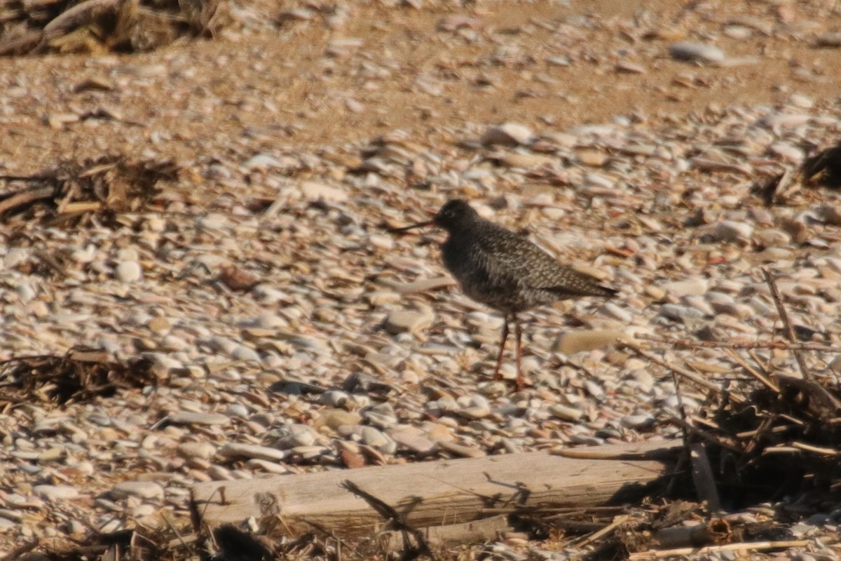 Spotted Redshank - ML614638604