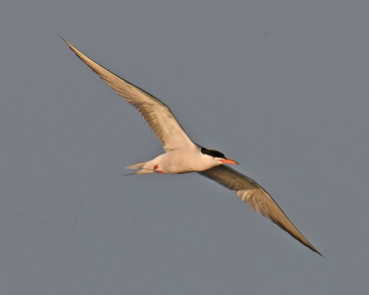 Common Tern - ML614638622