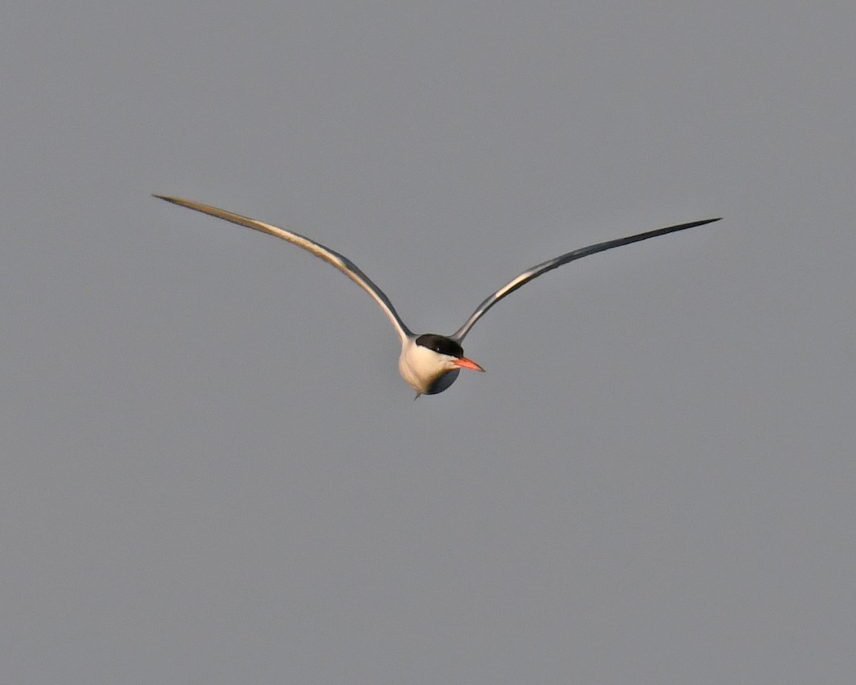 Common Tern - Laura  Wolf