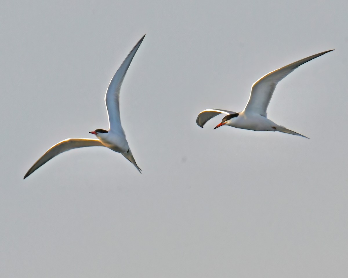 Common Tern - Laura  Wolf