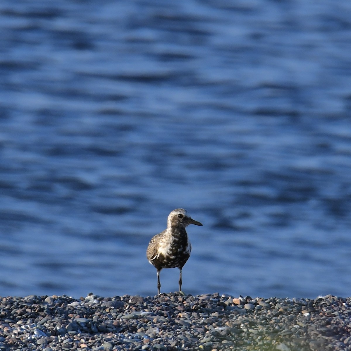 Black-bellied Plover - ML614638630