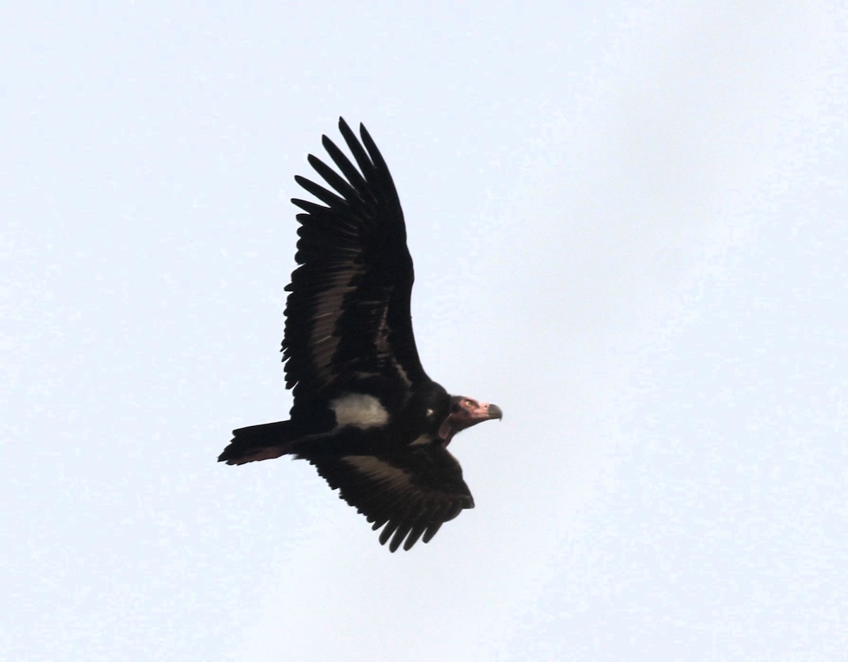 Red-headed Vulture - ML614638645