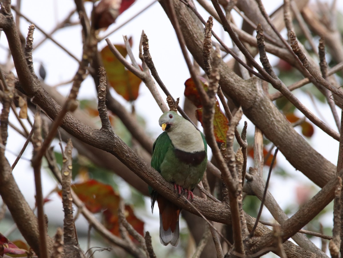 Black-chinned Fruit-Dove - ML614638708