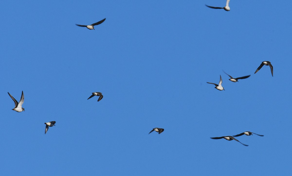 Semipalmated Plover - ML614638715