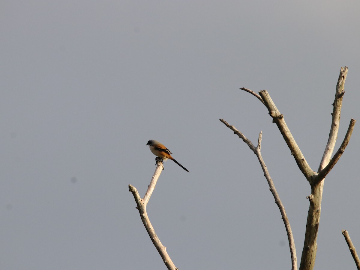 Brown Shrike (Philippine) - ML614638719