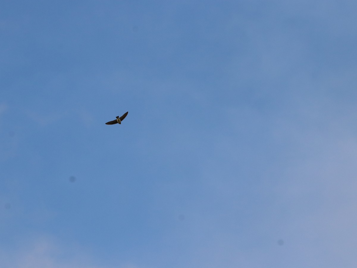 Gray-throated Martin - ML614638731