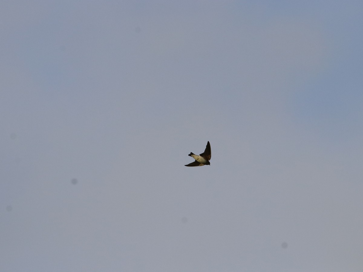 Gray-throated Martin - ML614638732