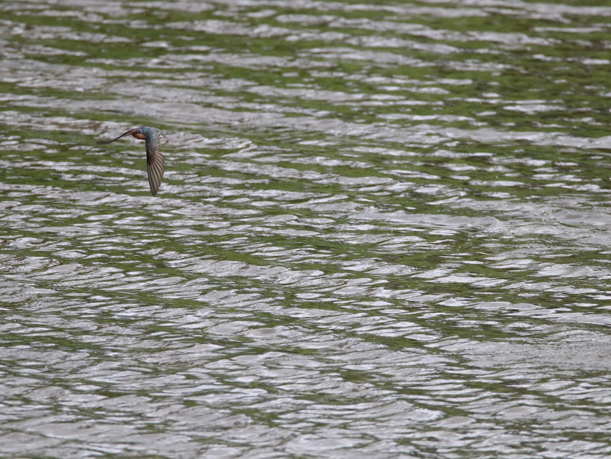 Pacific Swallow - ML614638733