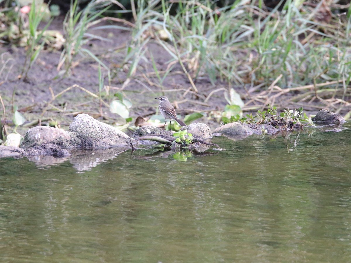 Eastern Yellow Wagtail - ML614638831