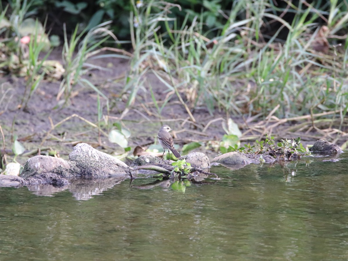 Eastern Yellow Wagtail - ML614638832
