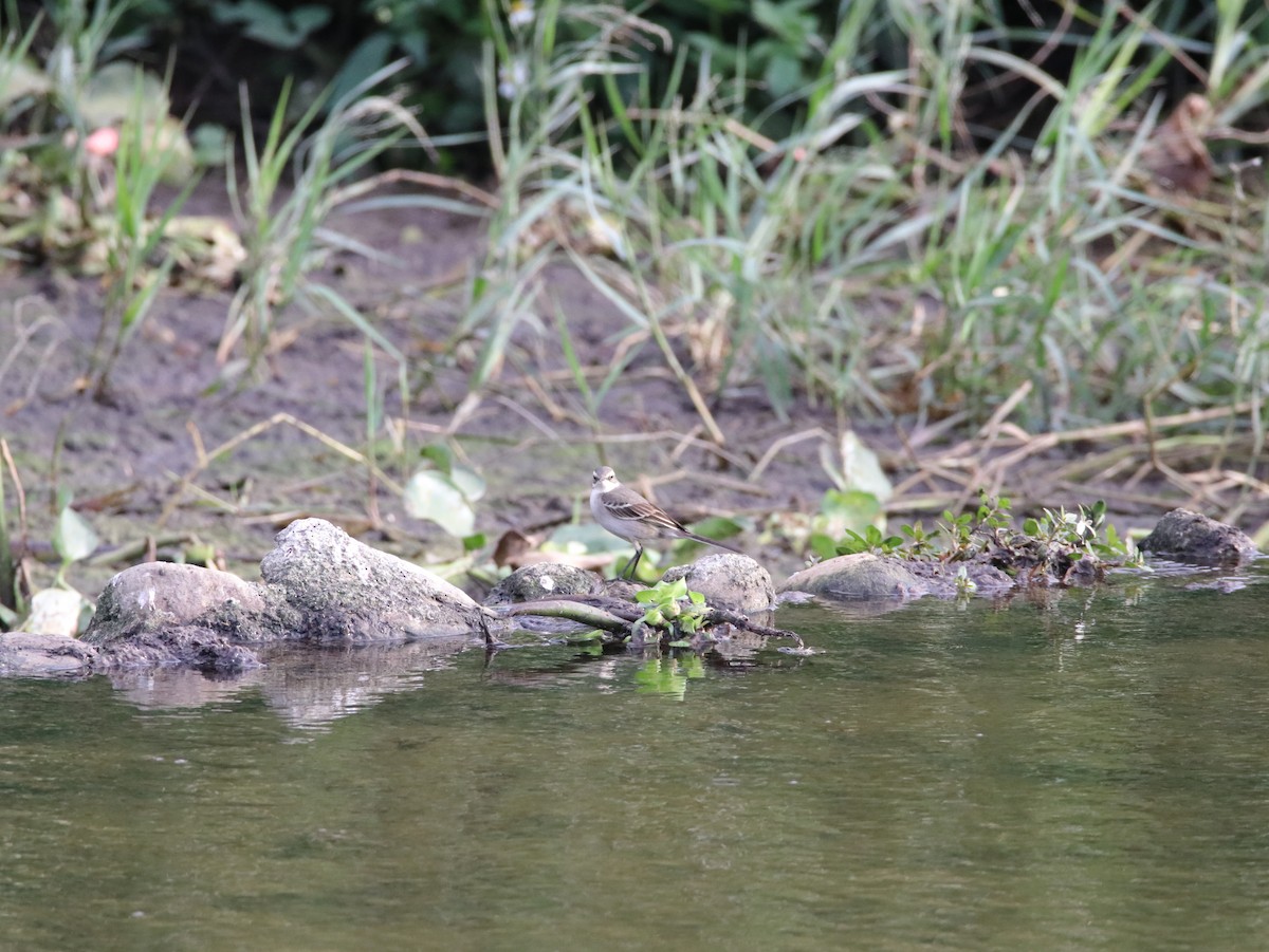 Eastern Yellow Wagtail - ML614638833