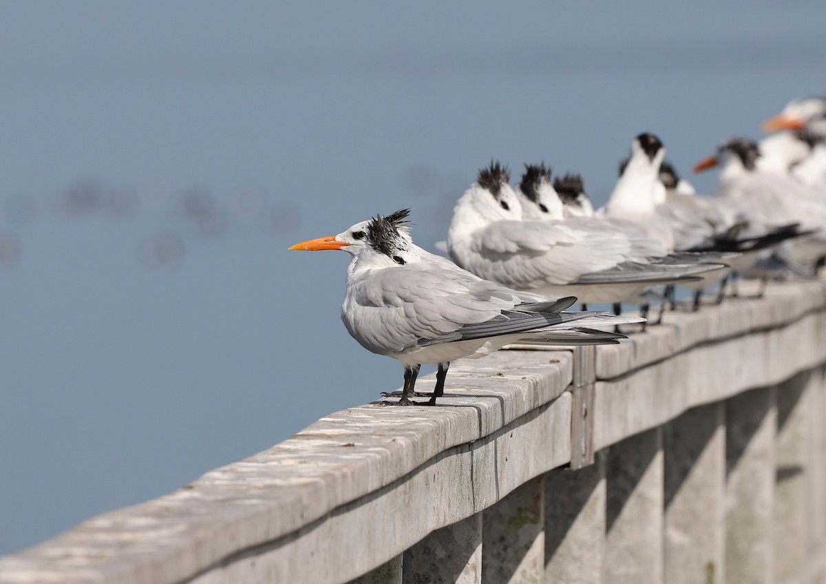 Royal Tern - ML614638924