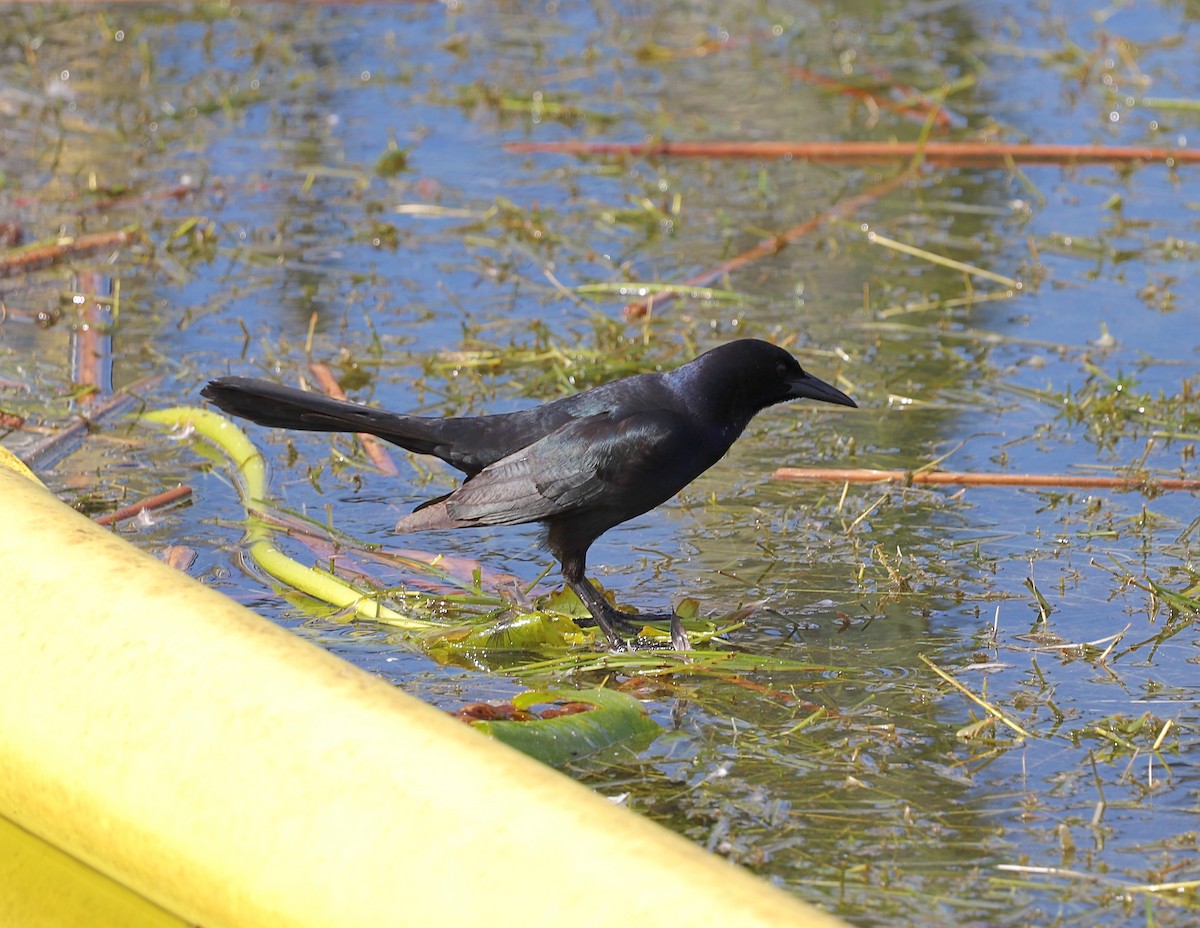 Boat-tailed Grackle - ML614638929