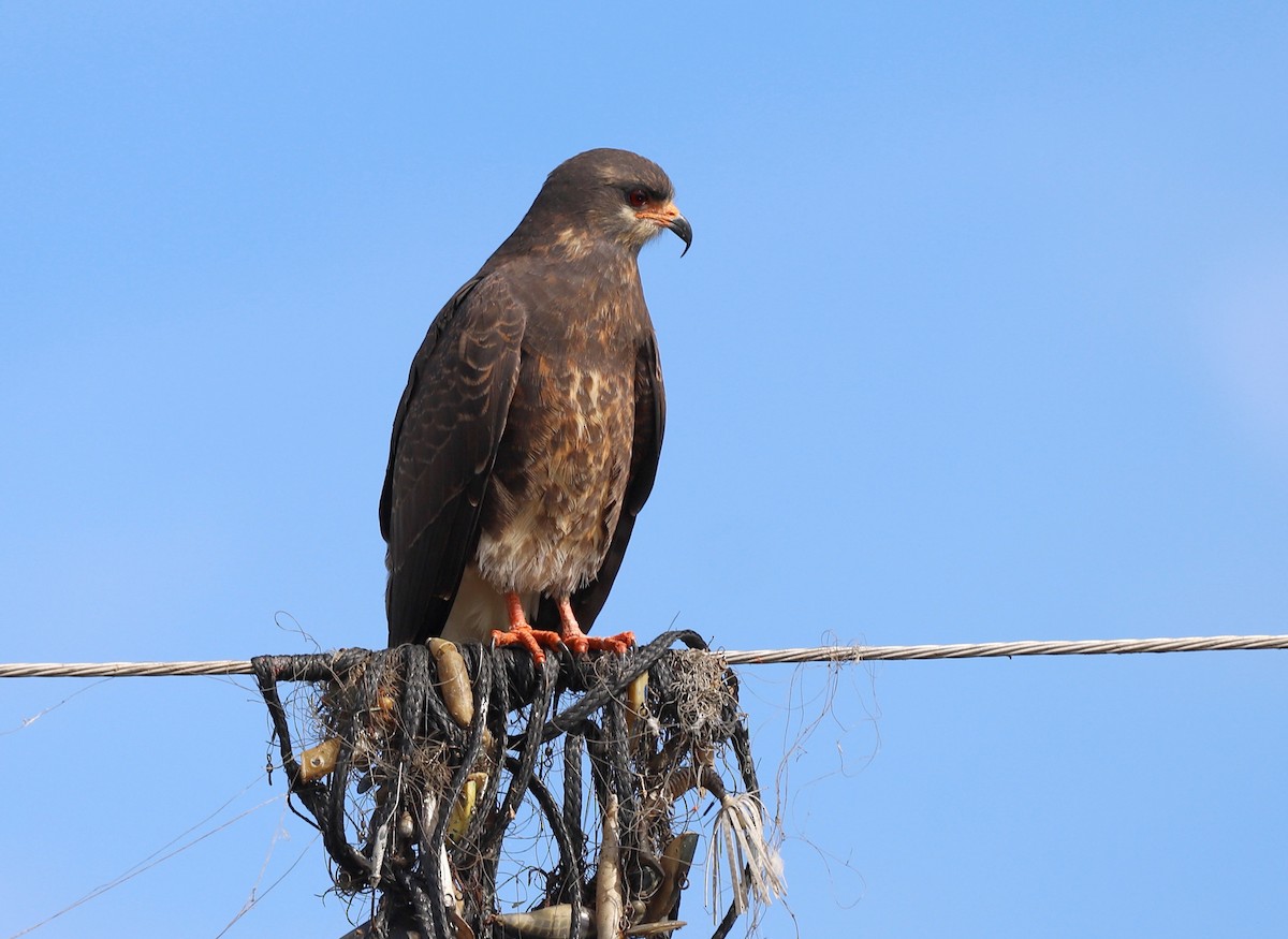 Snail Kite - ML614638934