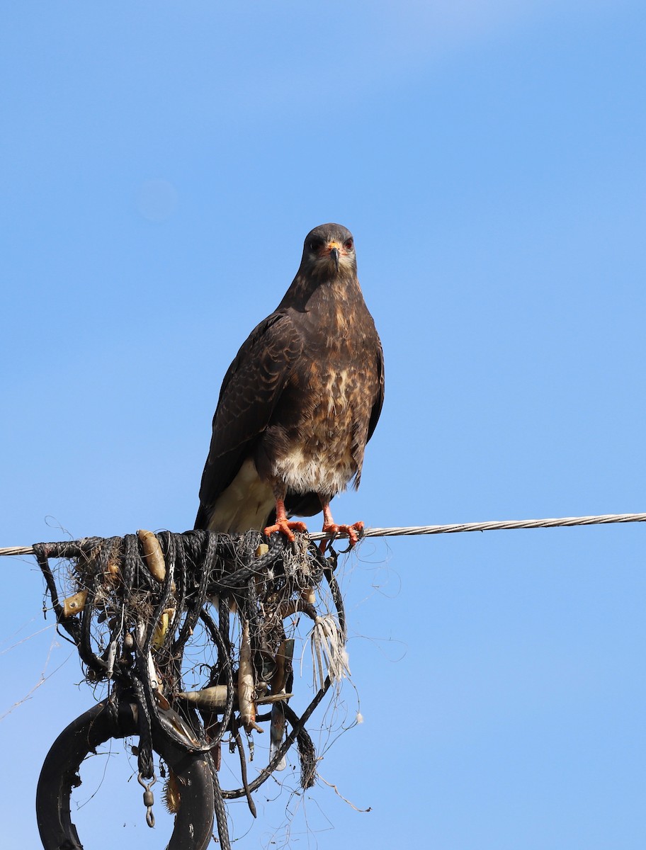 Snail Kite - Andrew S. Aldrich