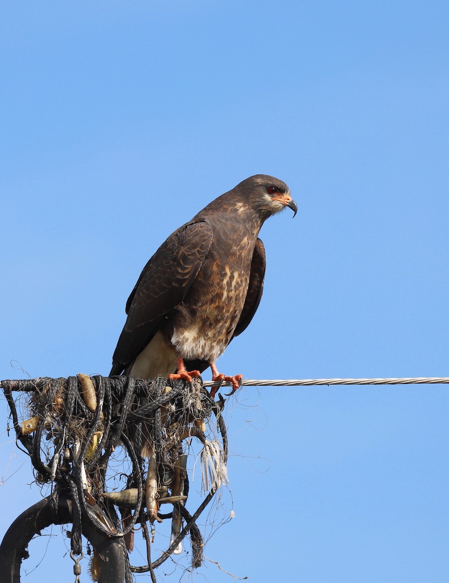 Snail Kite - ML614638936