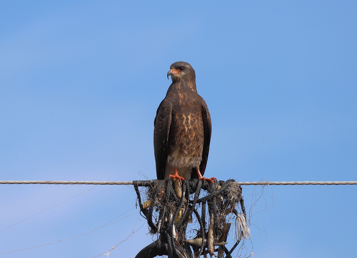 Snail Kite - Andrew S. Aldrich