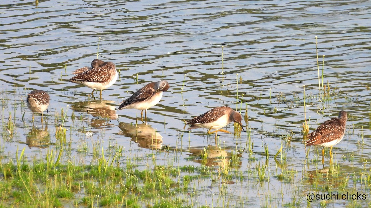 Wood Sandpiper - ML614638938