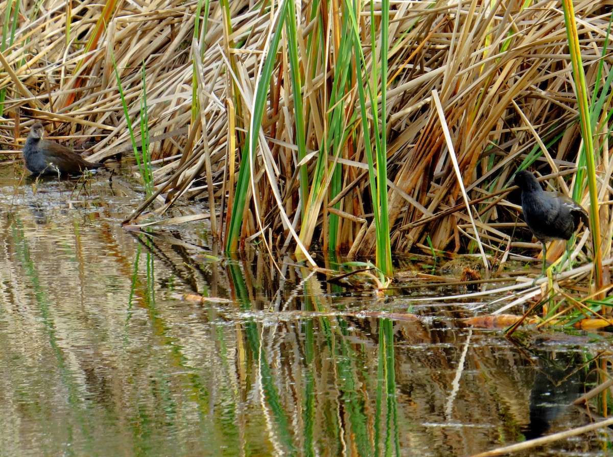 Common Gallinule - ML614638956