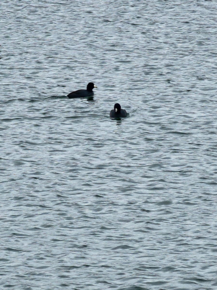 American Coot - ML614638977