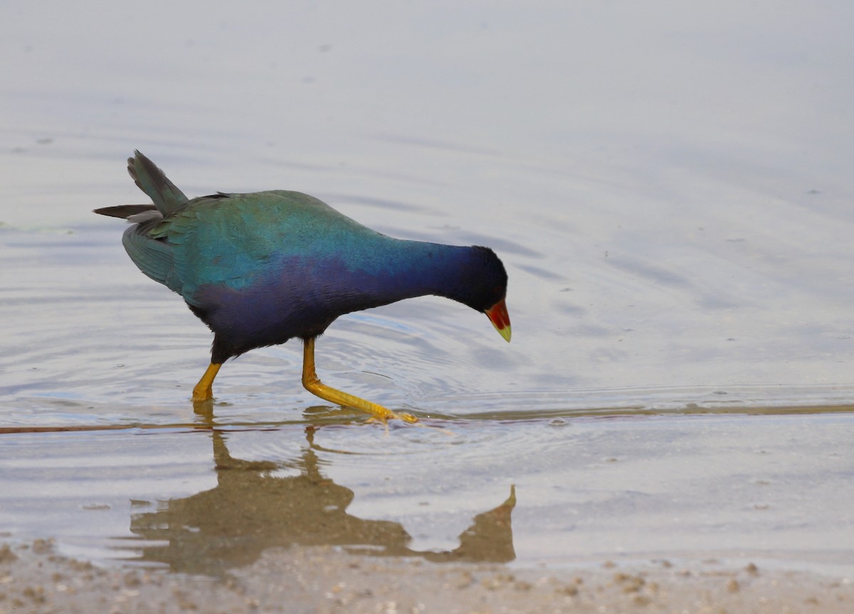 Purple Gallinule - Andrew S. Aldrich